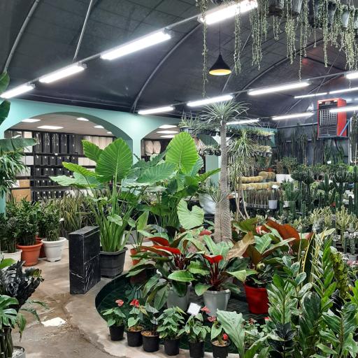 عکس فروشگاه گل و گیاه ام جی