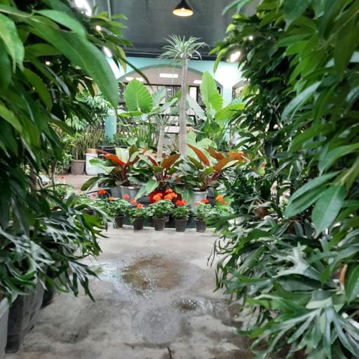 عکس فروشگاه گل و گیاه ام جی