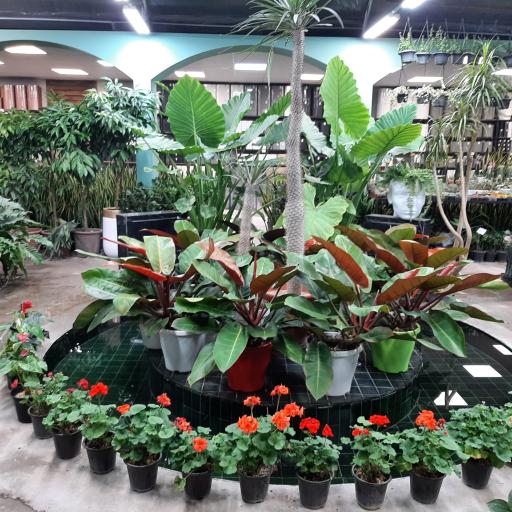 عکس فروشگاه گل و گیاه ام جی