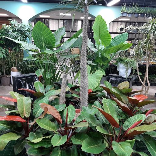 عکس فروشگاه گل و گیاه ام جی