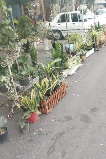 عکس جمعه بازار جویبار