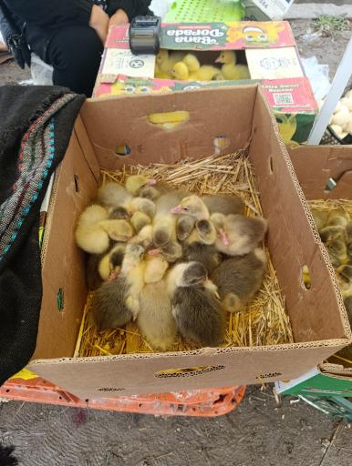 عکس جمعه بازار جویبار