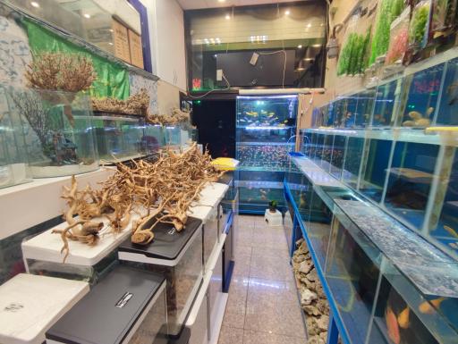 عکس آکواریوم دیمو