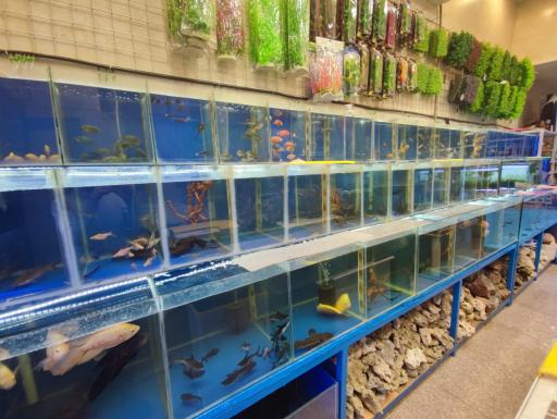 عکس آکواریوم دیمو