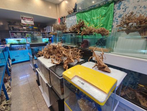 عکس آکواریوم دیمو