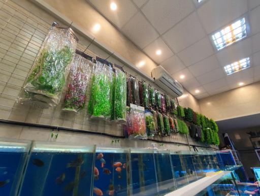 عکس آکواریوم دیمو