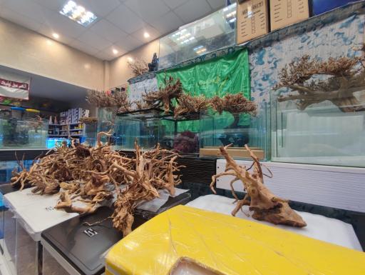 عکس آکواریوم دیمو