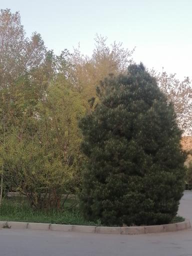 عکس پارک محلی هاشمی نژاد