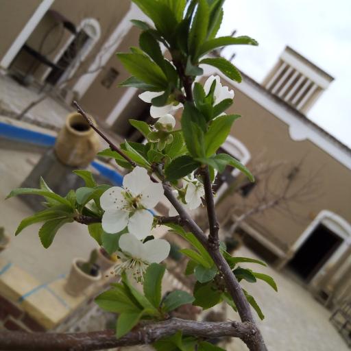 عکس اقامتگاه بوم گردی گل بی بی بیدخت