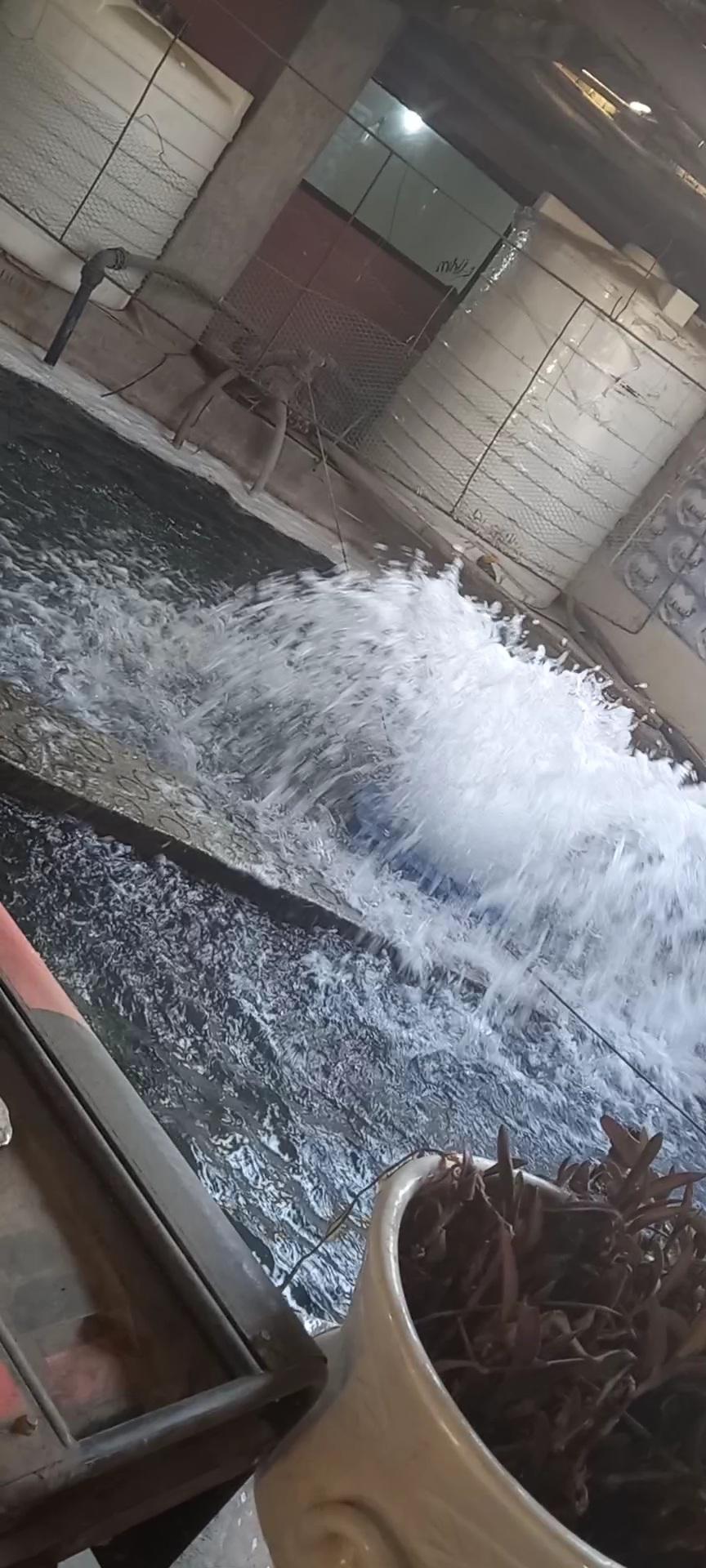 عکس ماهی کبابی خان دایی