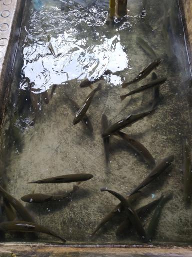 عکس ماهی کبابی خان دایی