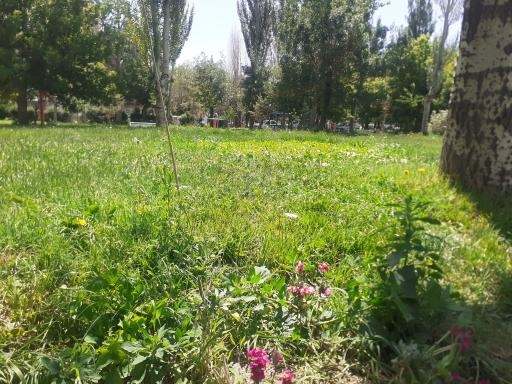 عکس پارک لاله