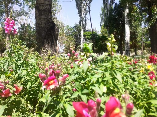 عکس پارک لاله