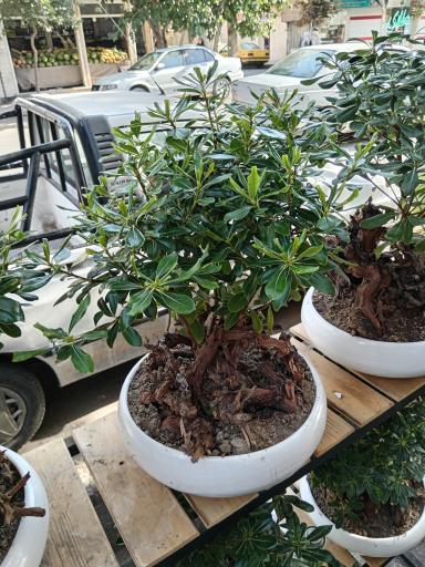 عکس ارزانسرای گیاه برگام
