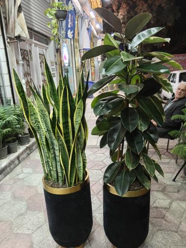 عکس ارزانسرای گیاه برگام