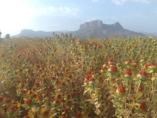 عکس معصوم‌آباد