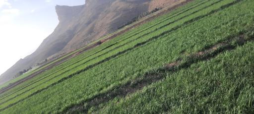 عکس معصوم‌آباد