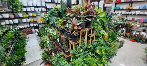 عکس دهکده گل قاسم آباد (نارسیس)