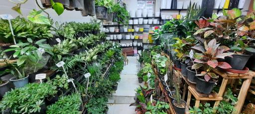 عکس دهکده گل قاسم آباد (نارسیس)