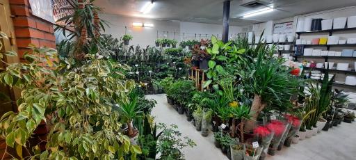 عکس دهکده گل قاسم آباد (نارسیس)