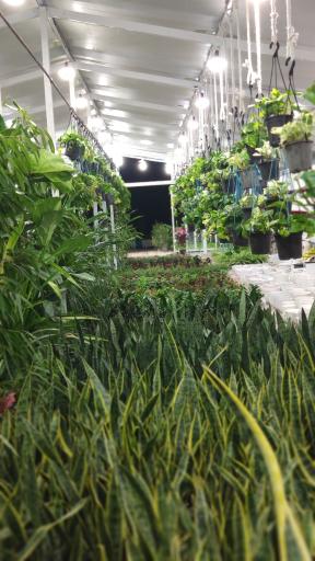 عکس قصر گل دنیز