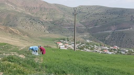 عکس جیرنده