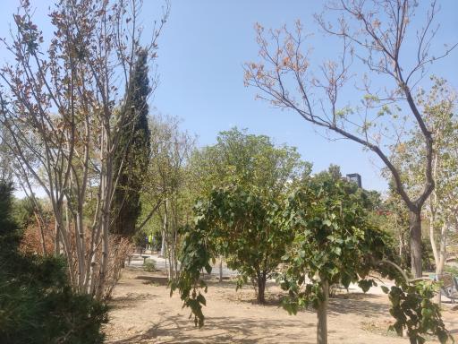 عکس بوستان نسترن