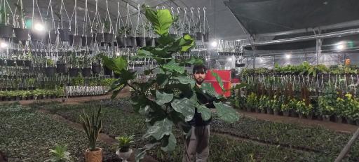 عکس گلکده علیزاده بابل