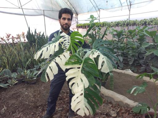 عکس گلکده علیزاده بابل