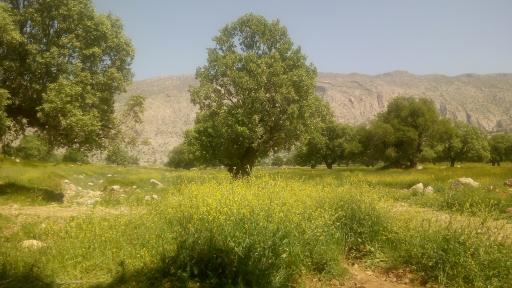 عکس تنگه توریستی بوان ممسنی