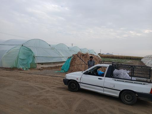 عکس گلخانه  رضا سالار محمودی