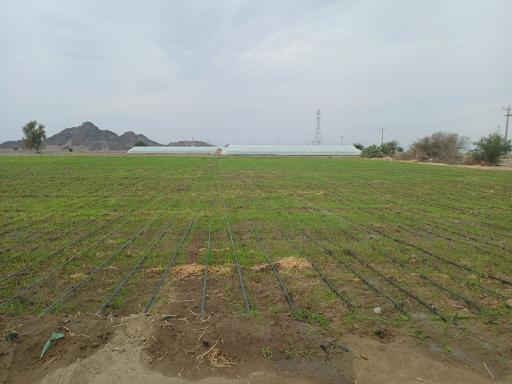 عکس گلخانه  رضا سالار محمودی