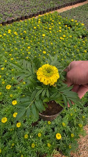 عکس مجموعه تولیدی اصفهان سبز