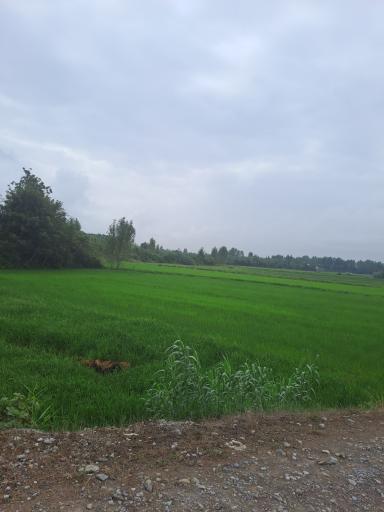 عکس میرده سفلی