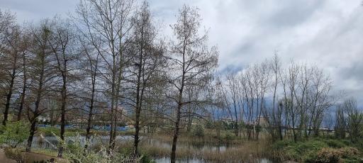 عکس دریاچه قو