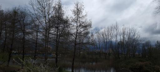 عکس دریاچه قو