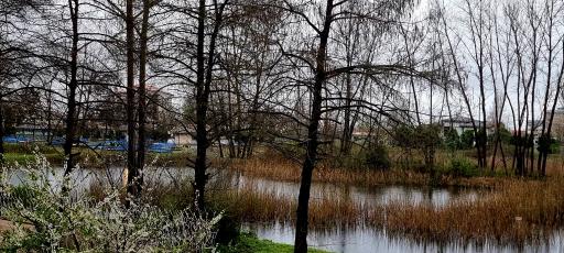 عکس دریاچه قو