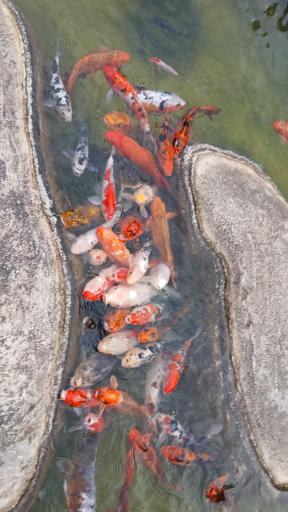 اقیانوس پارک