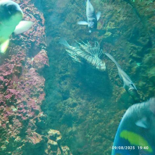 عکس اقیانوس پارک