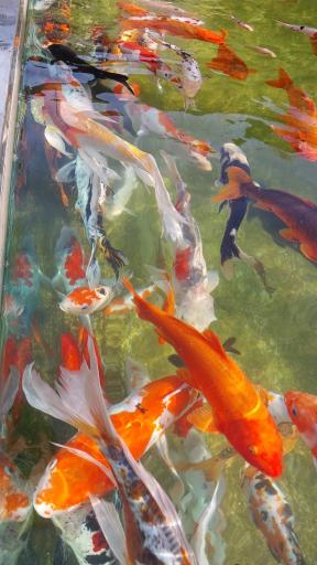 اقیانوس پارک