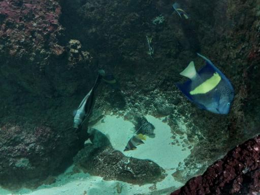 اقیانوس پارک