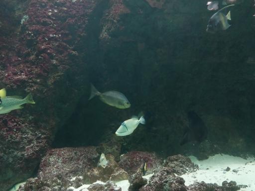 عکس اقیانوس پارک