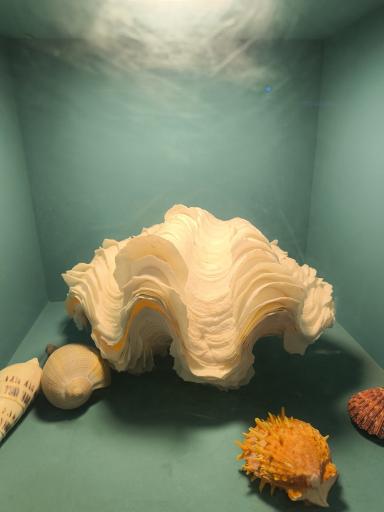 عکس اقیانوس پارک