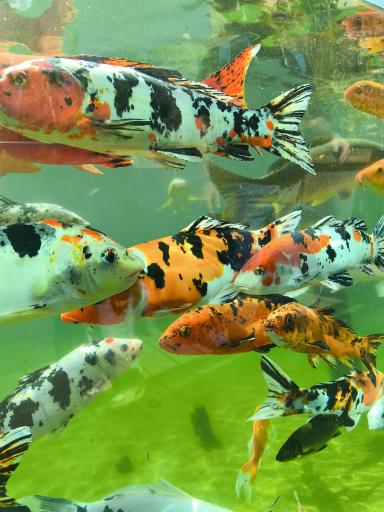 عکس اقیانوس پارک