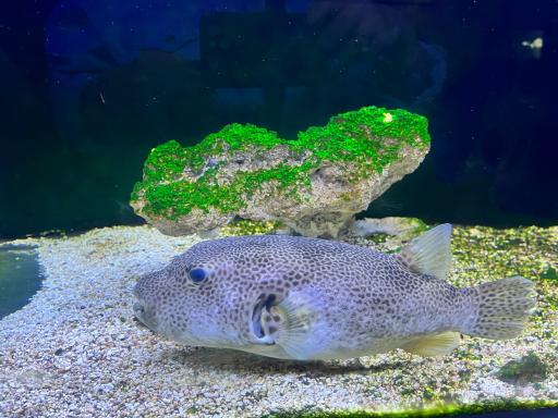 عکس اقیانوس پارک