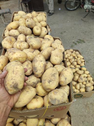 عکس بارفروشی پیمانکار - برادران بری