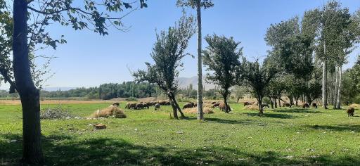 عکس ابهر