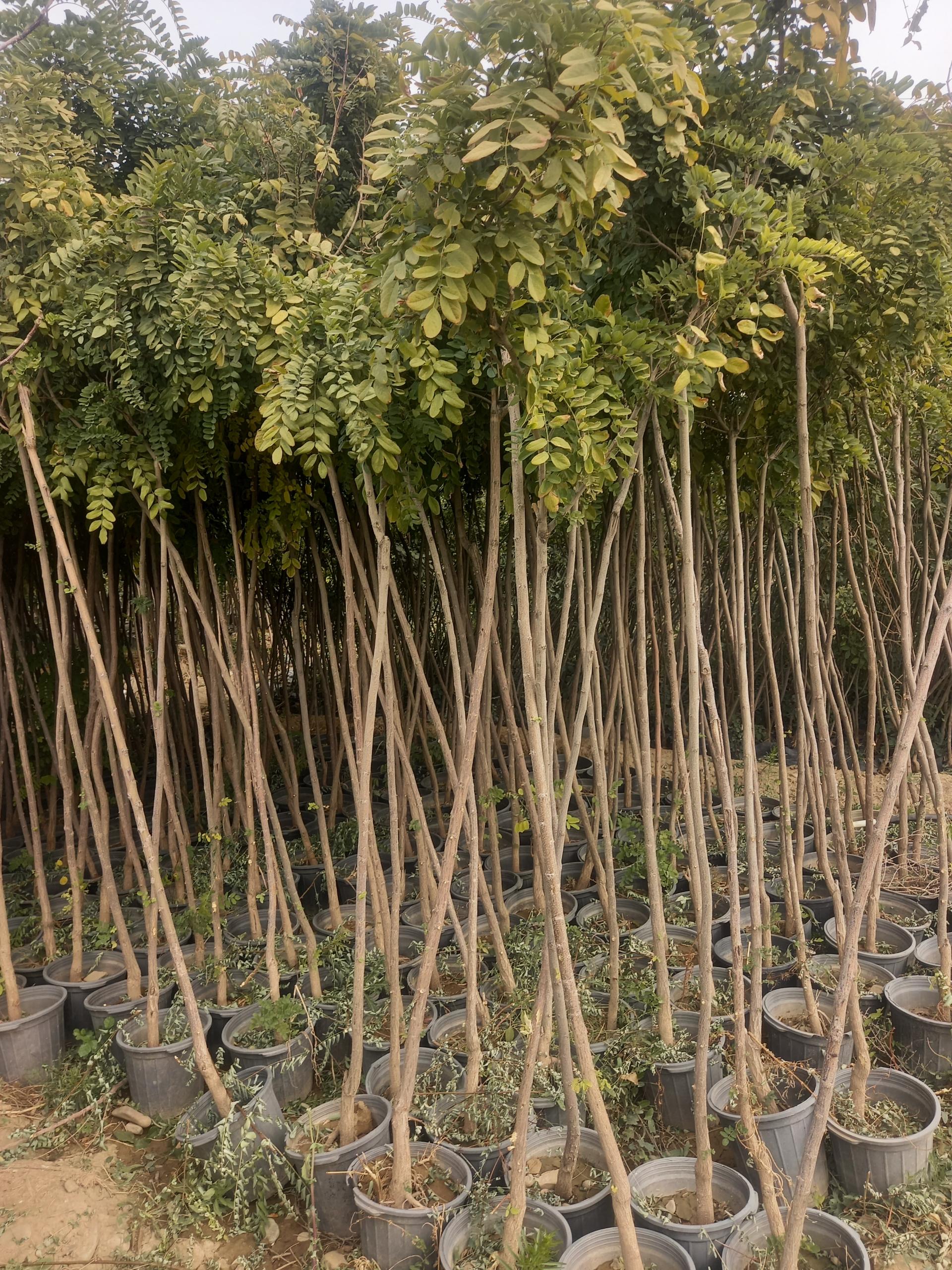 عکس نهالستان شفیع آبادی