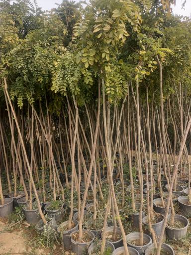 عکس نهالستان شفیع آبادی