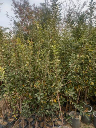 عکس نهالستان شفیع آبادی